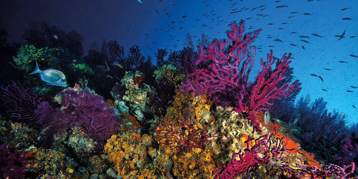 fondale marino coralli